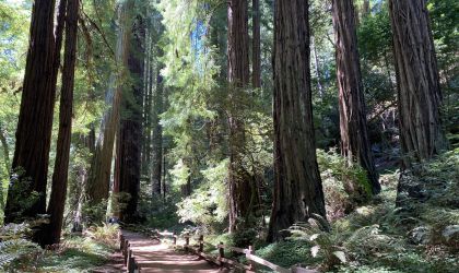 Muir Woods pathway
