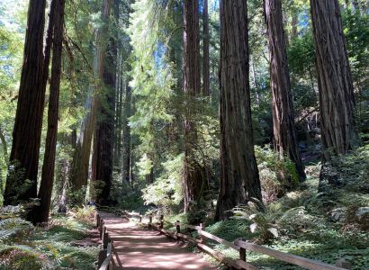Muir Woods pathway