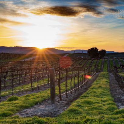Napa Valley at sunset during a tour with Spark Experiences