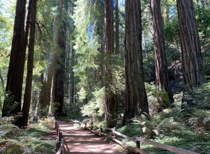Muir Woods pathway