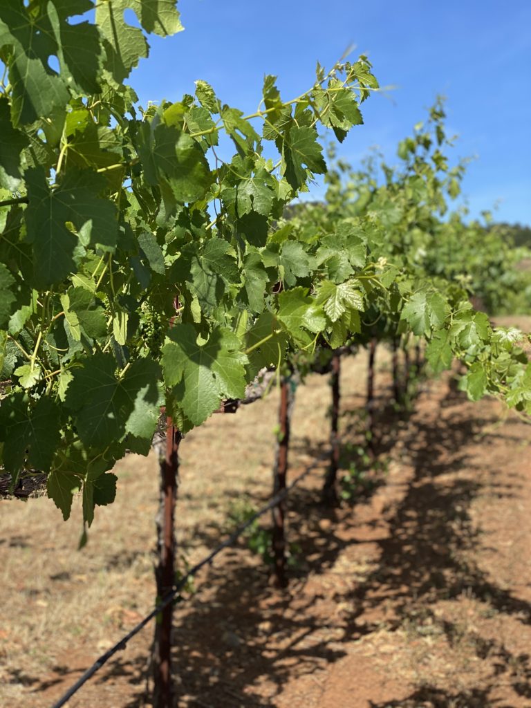 Row of vines | Wine Country Tours with Spark Experiences