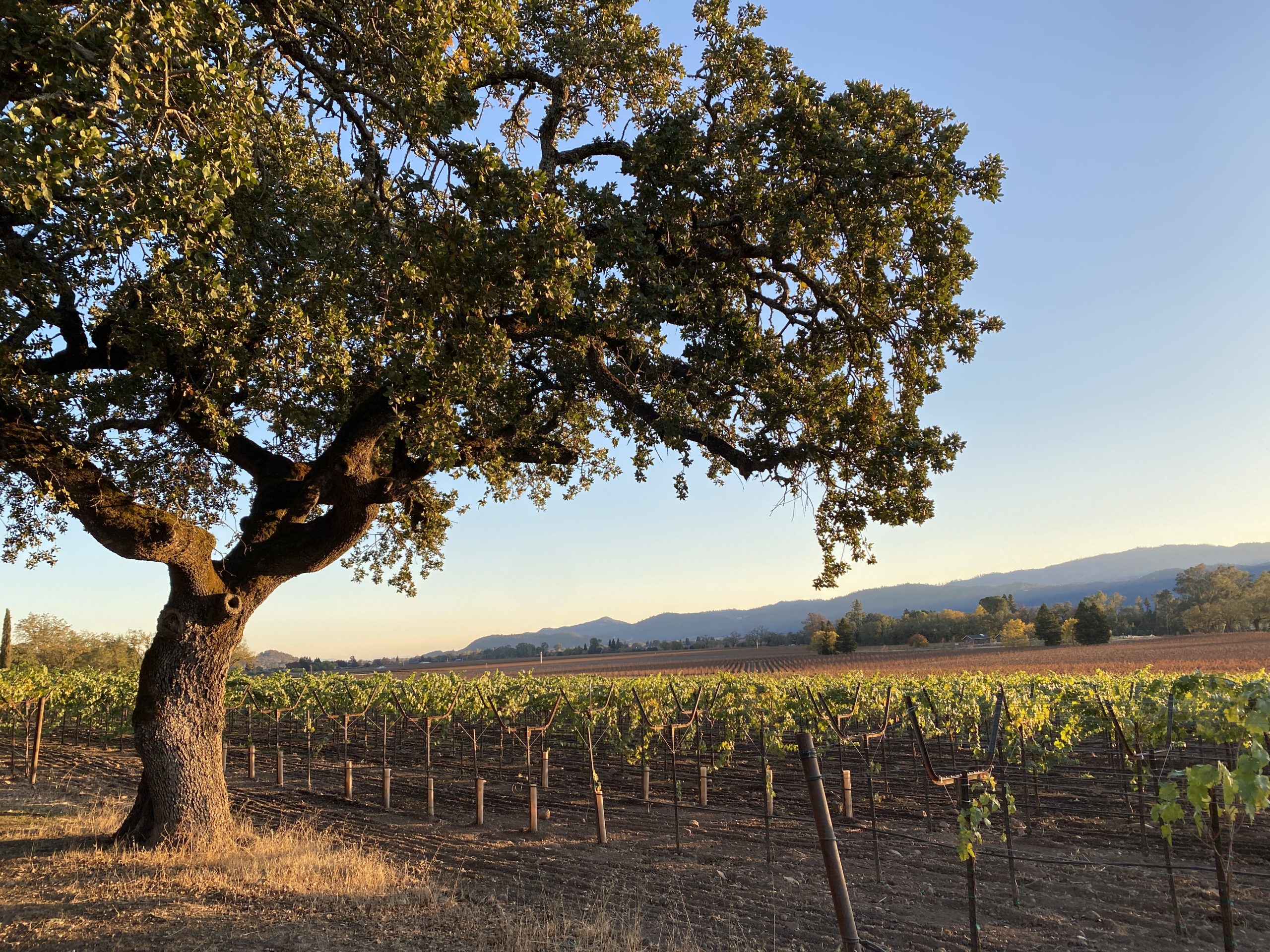 Napa Valley Oak Tree Sunset