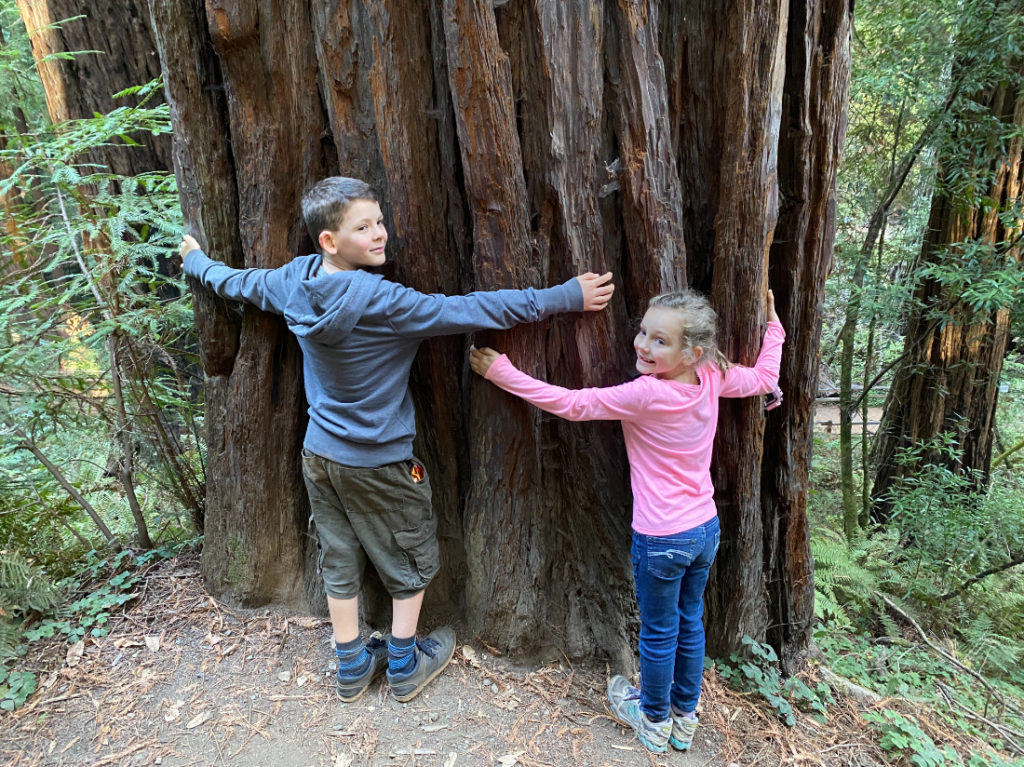 Two kids hugging a giant coastal redwood in Muir Woods near San Francisco while on a day tour with Spark Experiences