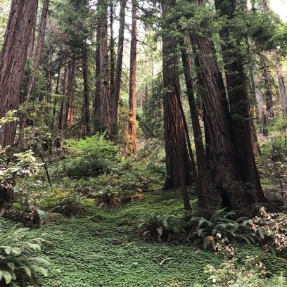 Muir Woods Redwood Sorrell