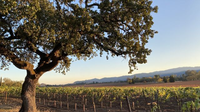 Napa Valley Oak Tree Sunset